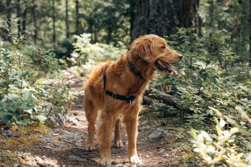 Alert golden retriever pausing on a forest trail