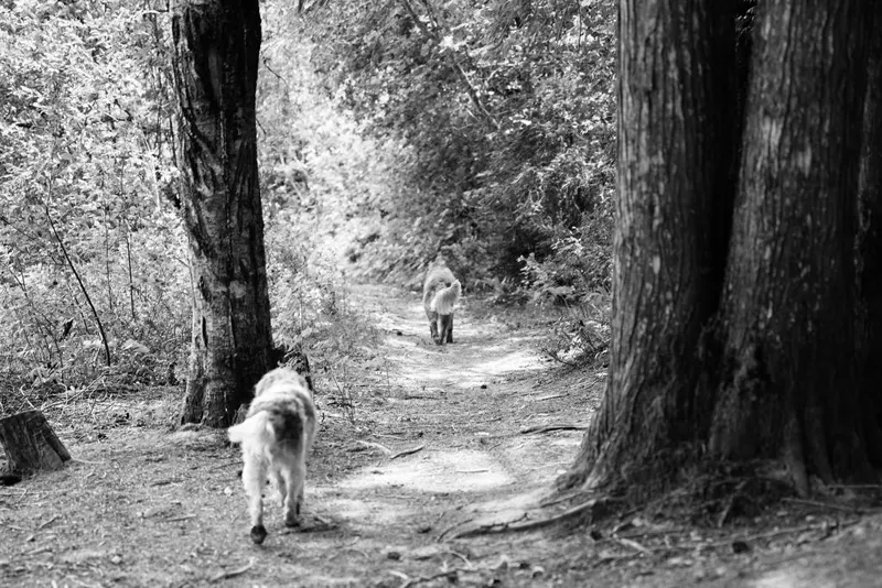 Two dogs on a misty forest trail in black and white