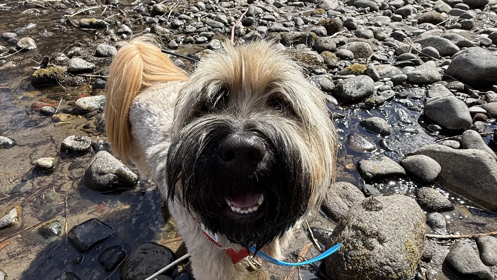Happy dog by a creek on a Whistler trail walk