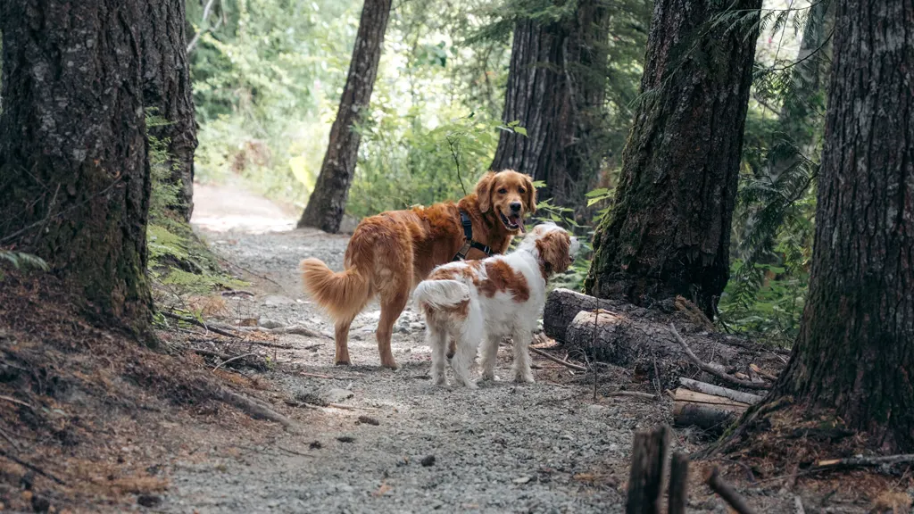 Golden retriever and cavalier standing alert on a forested Whistler trail