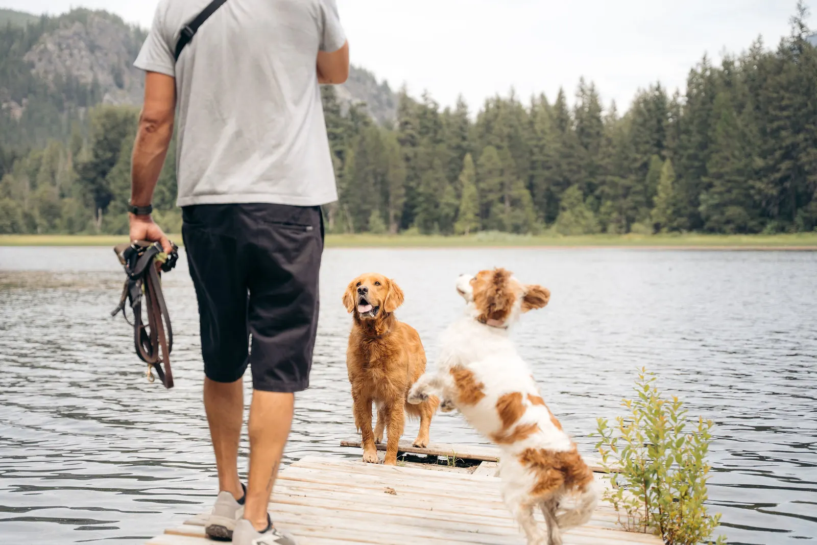 Two excited dogs leashing up with their Doggy Tales walker on a lake dock in Whistler