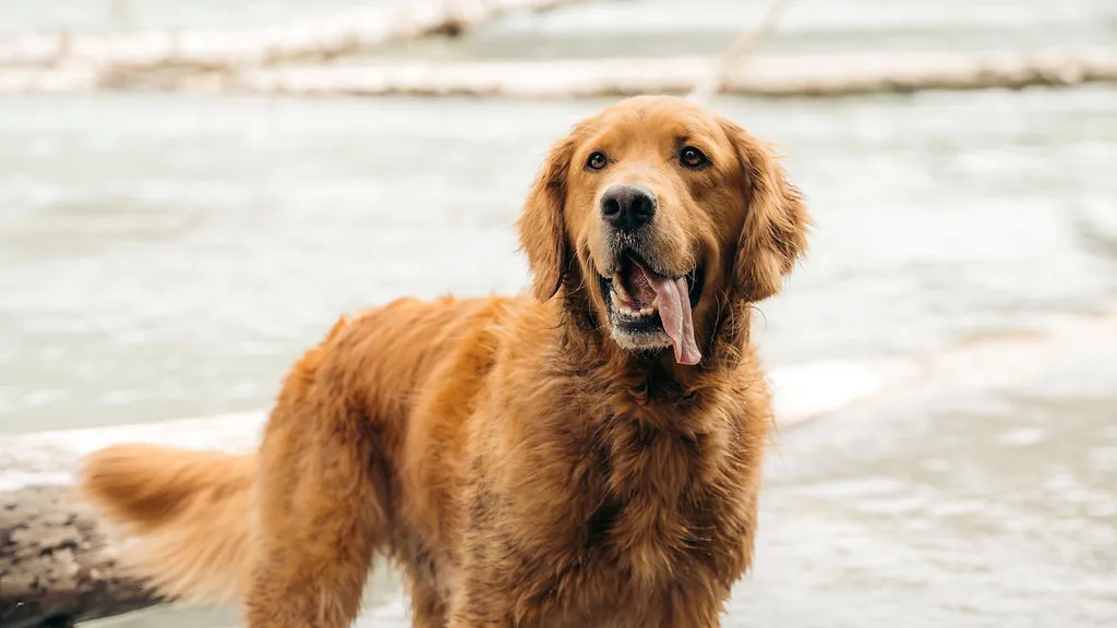 Golden retriever cooling off in a Whistler river on a hot day, tongue out and panting