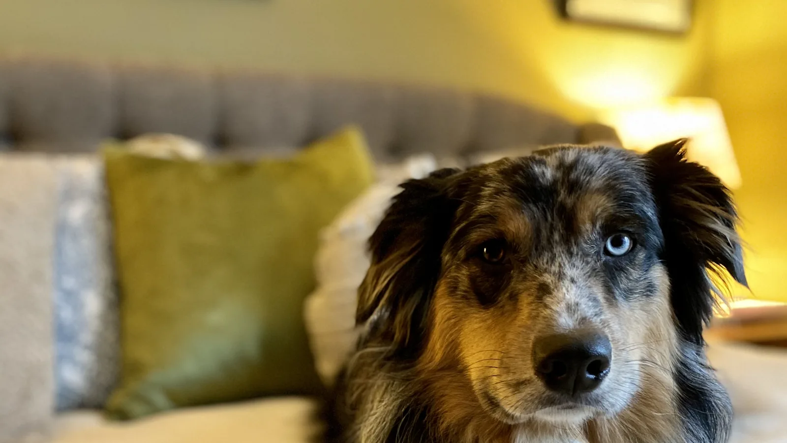 Relaxed Australian Shepherd resting on a bed during an in-home dog sleepover in Whistler
