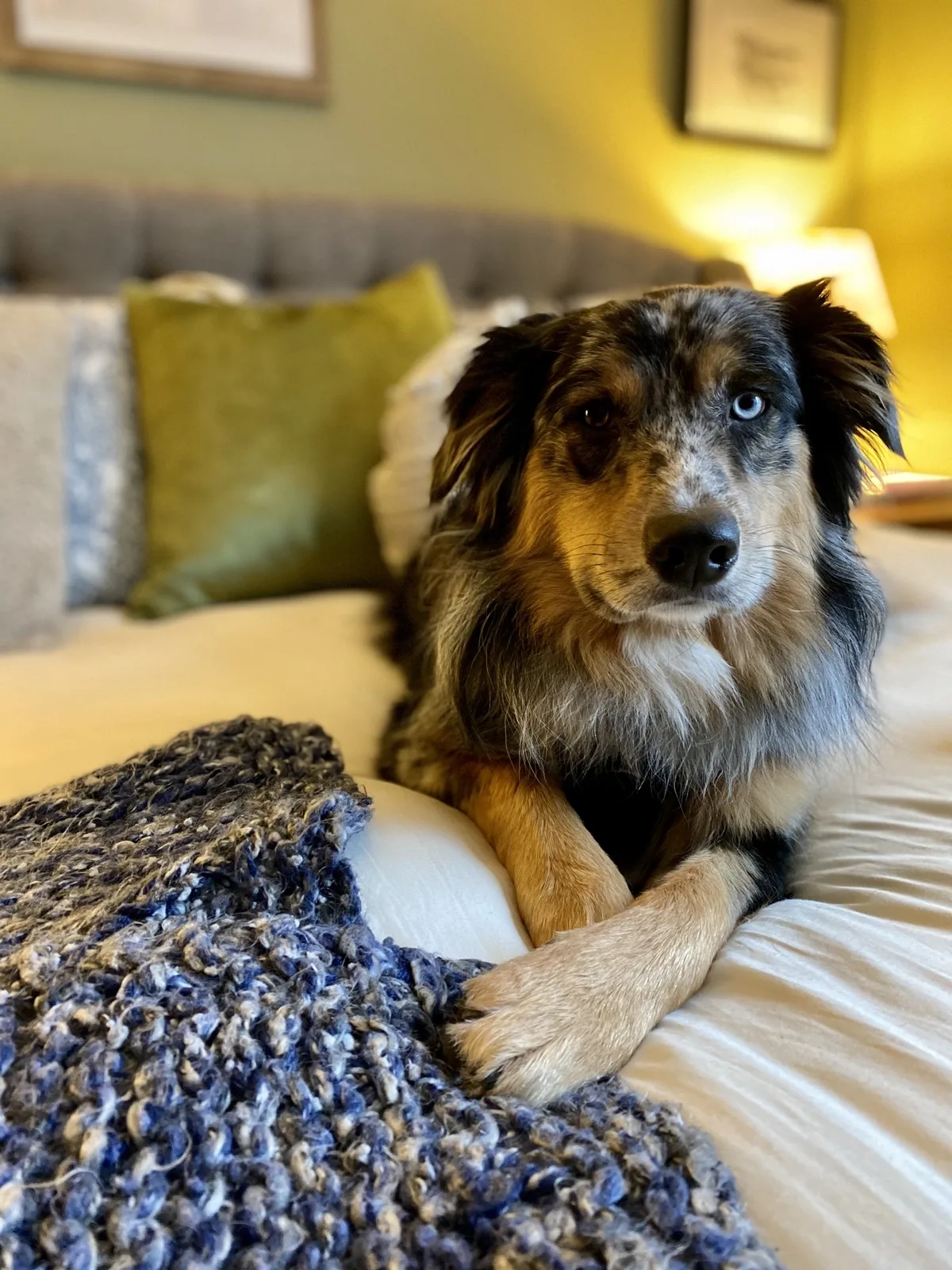Blue merle Australian Shepherd relaxing on a cozy bed during an overnight dog sleepover in Whistler