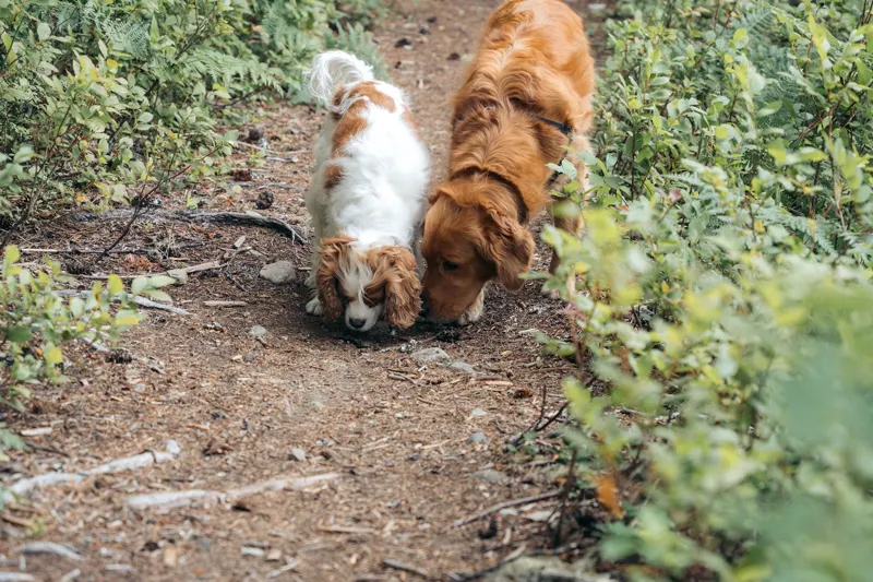 Two dogs investigating the same scent on a narrow trail