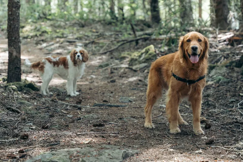 Dogs exploring a shaded forest floor in Whistler