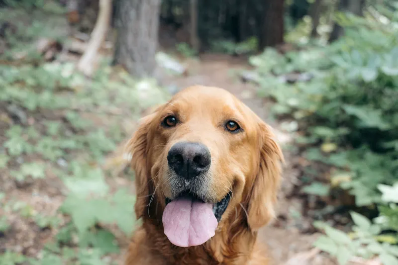 Close-up of a golden retriever's face on a forest trail