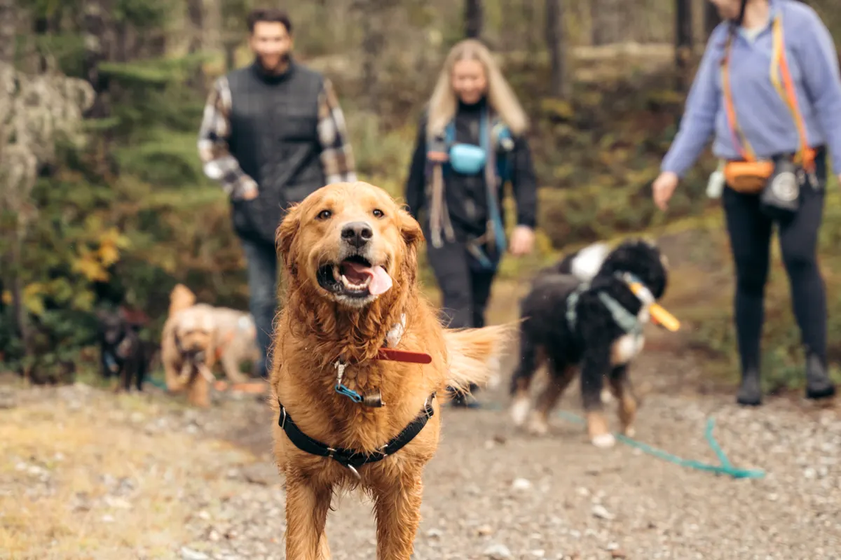 A golden retriever trotting ahead of the pack while three Doggy Tales walkers follow on an autumn trail