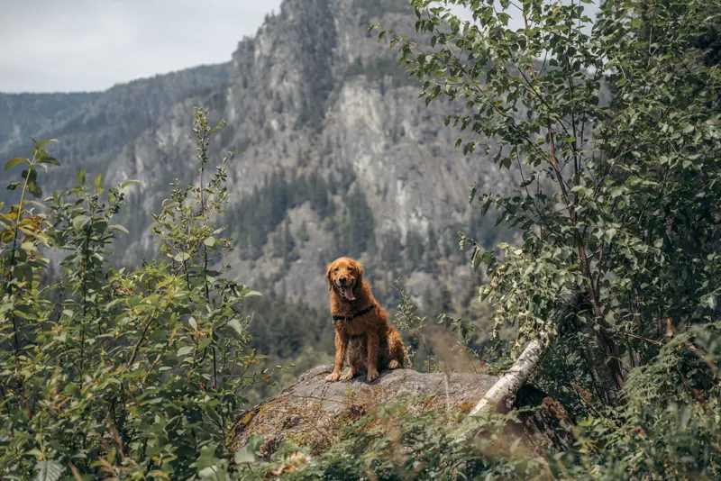 Golden retriever resting on a rock ledge above a Whistler valley