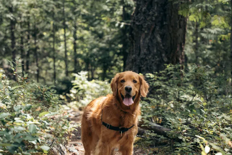 Happy golden retriever looking straight at the camera on a forest trail