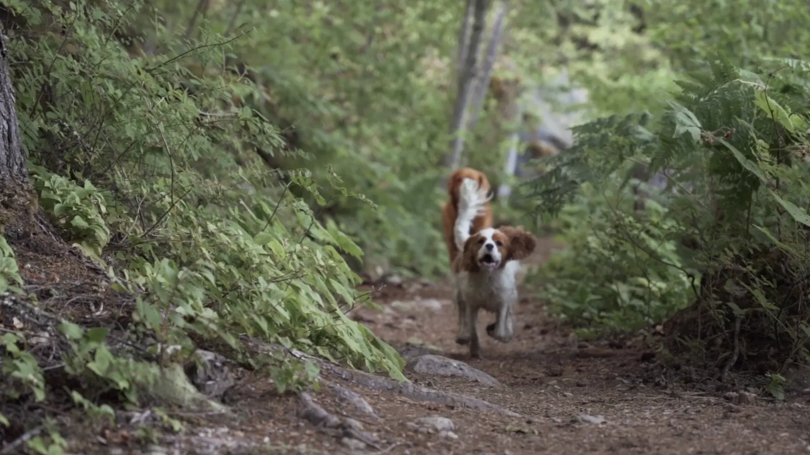 Two happy dogs running toward the camera on a forested Whistler trail