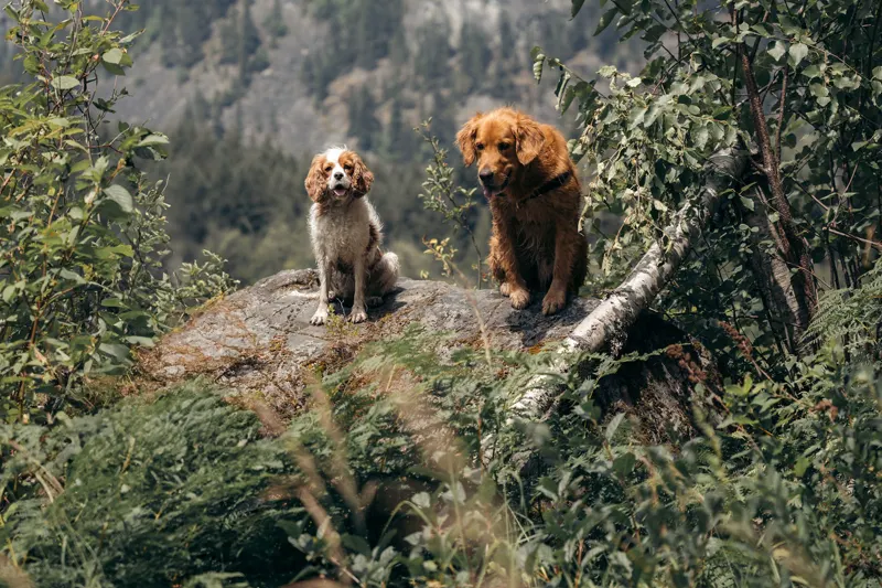 Two dogs on a rocky lookout above a Whistler valley
