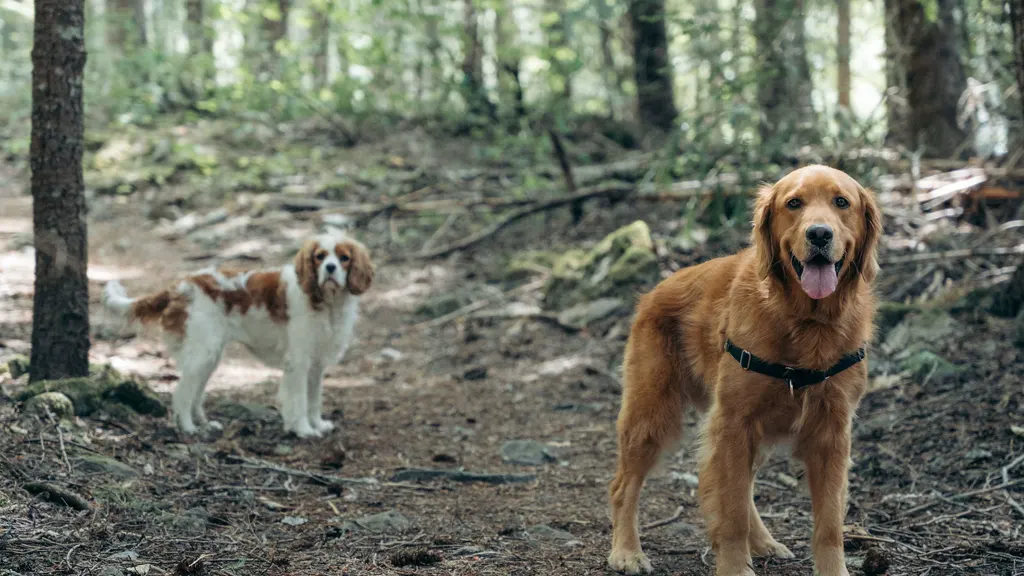 Golden retriever and cavalier standing on an open forest trail in Whistler