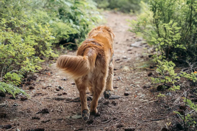 Off-leash golden retriever trotting down a Whistler trail