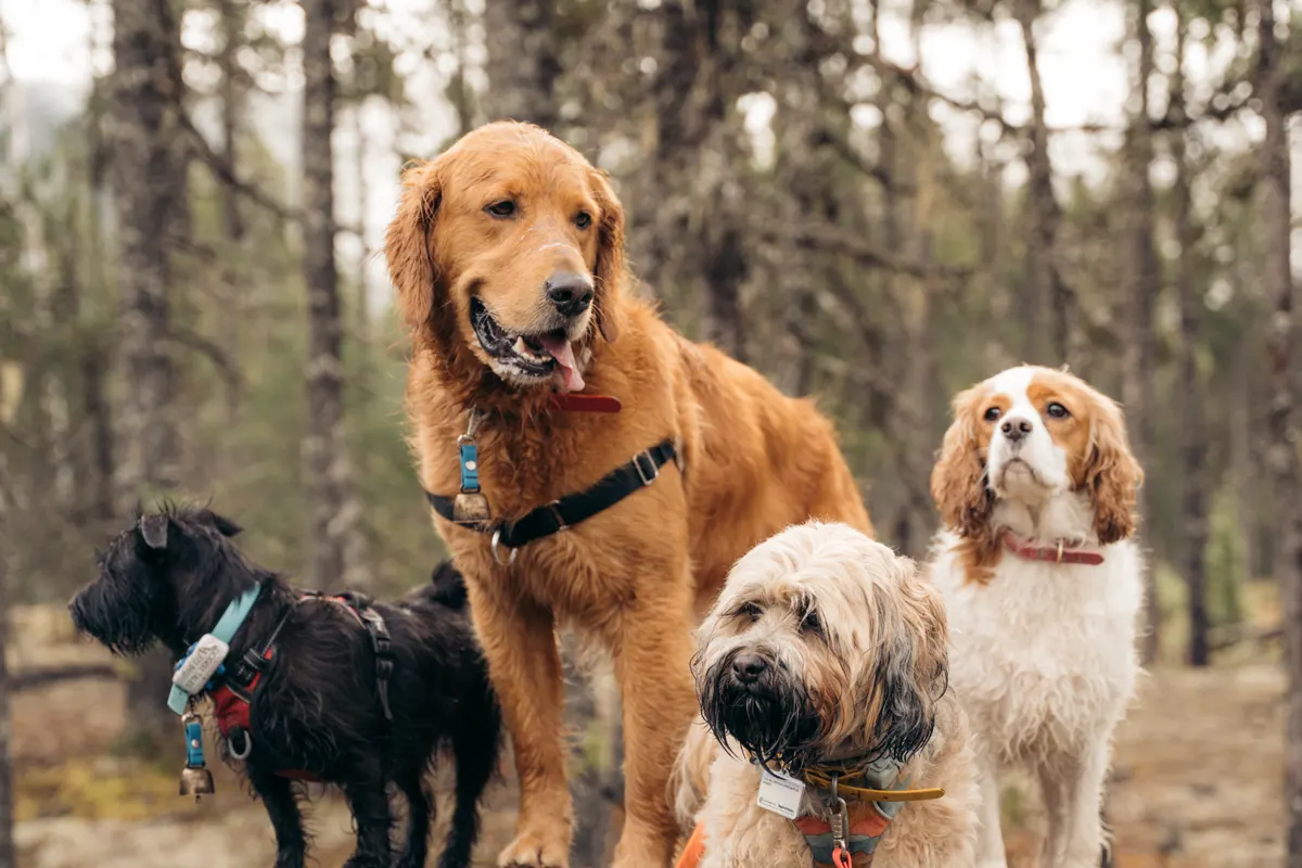 A golden retriever, cavalier, wheaten terrier and black terrier waiting together on a Whistler trail in autumn