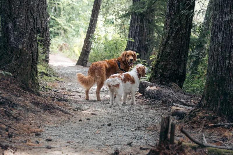 Golden retriever and cavalier walking together on a treed Whistler trail