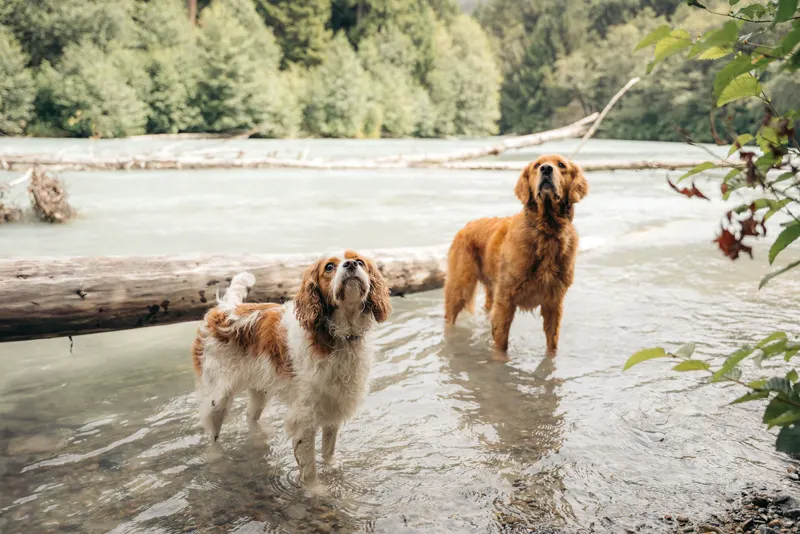 Two dogs cooling off in a glacial river near Whistler