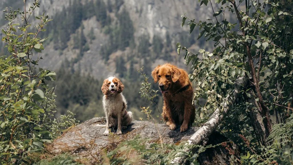 Golden retriever and cavalier sitting on a rock outcrop below a Whistler mountain face