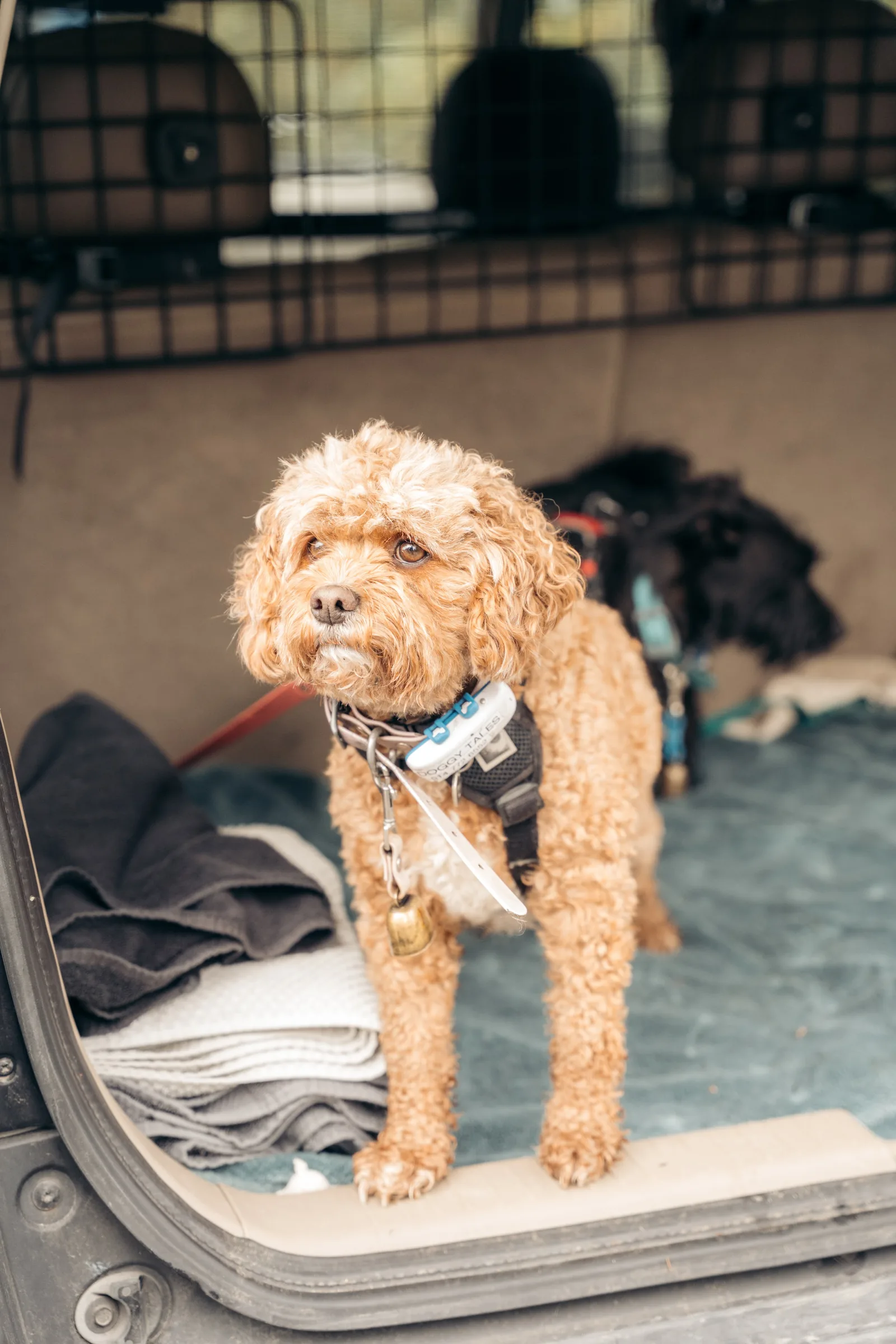 Close-up of a dog reading another dog's body language